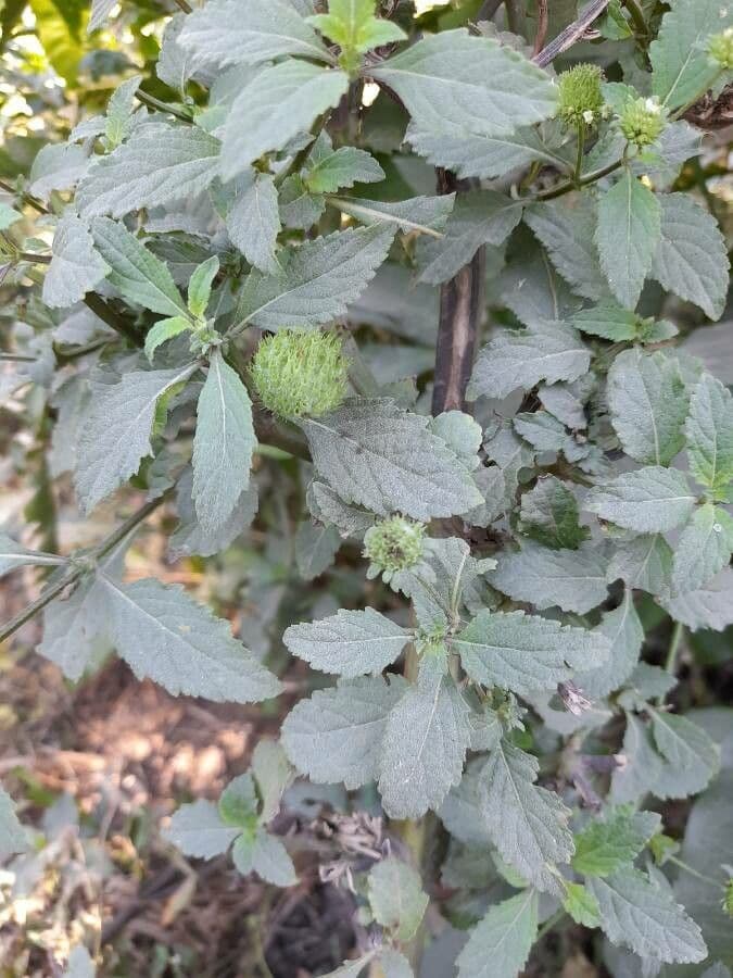 Hyptis capitata 7