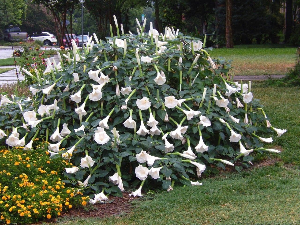 Datura di Wright 15