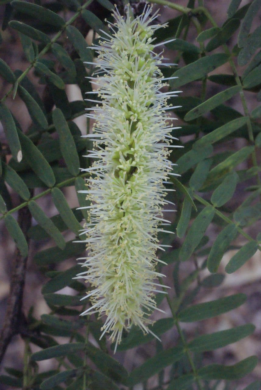 Prosopis 10