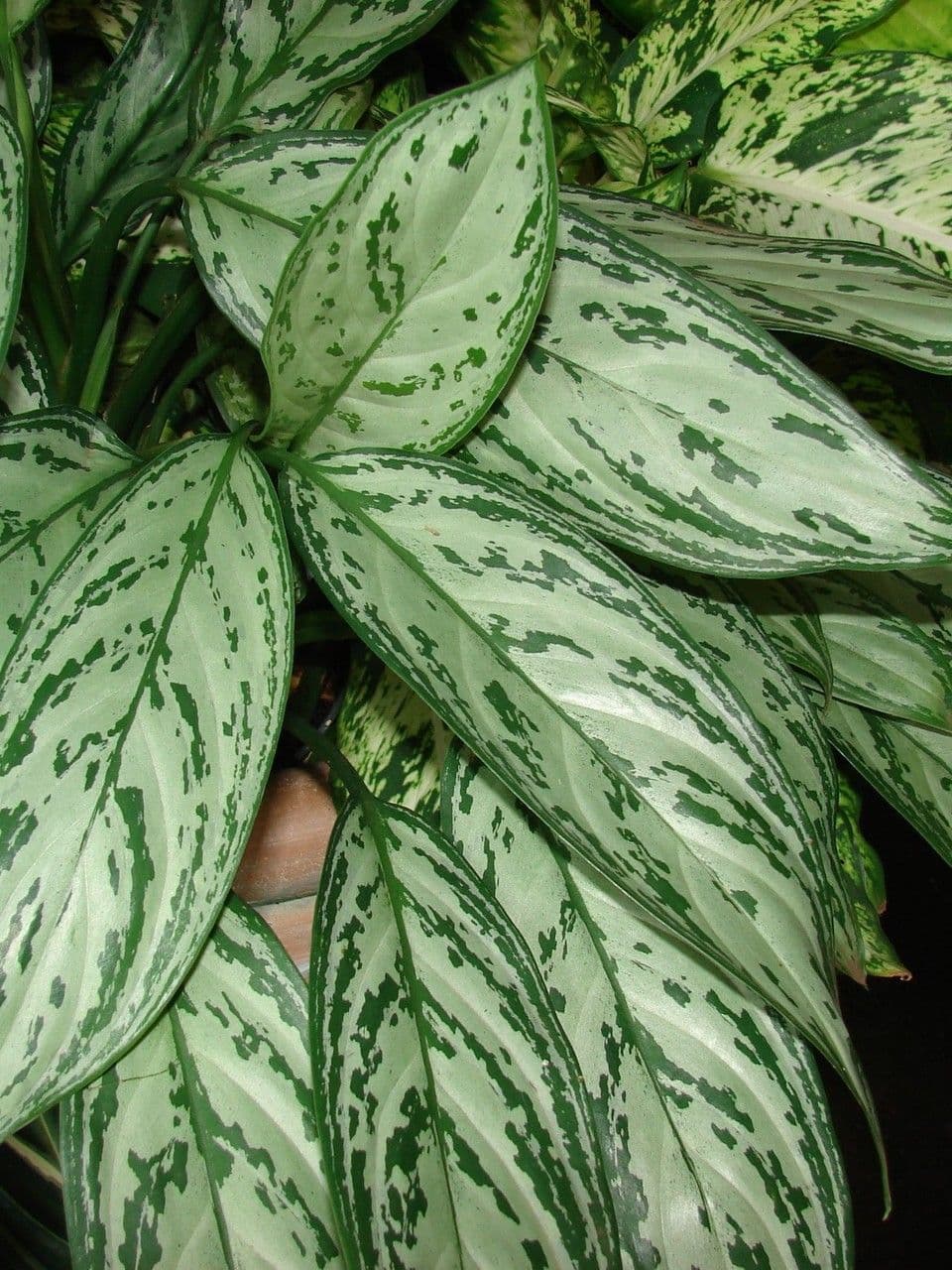 Aglaonema 19