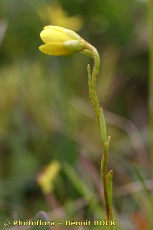 Sassifraga hirculus 24