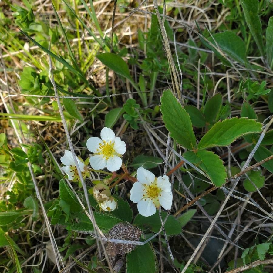 Virginische walderdbeere 7