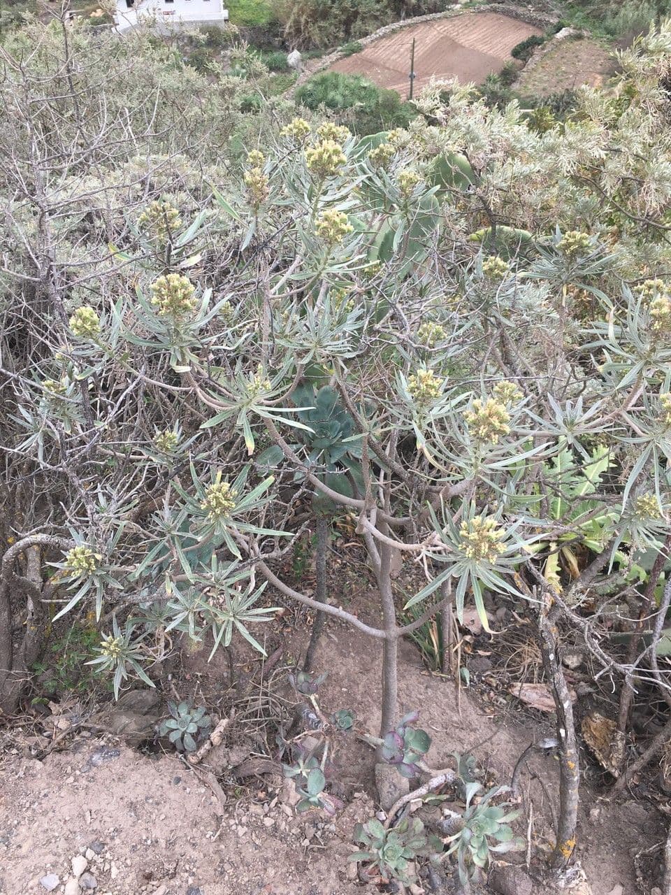 Kleinia 13