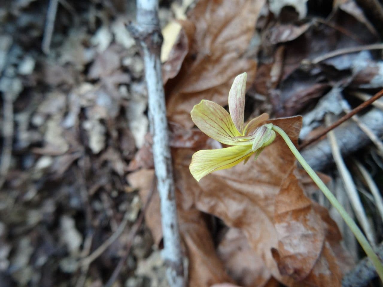 Viola di Shelton 13