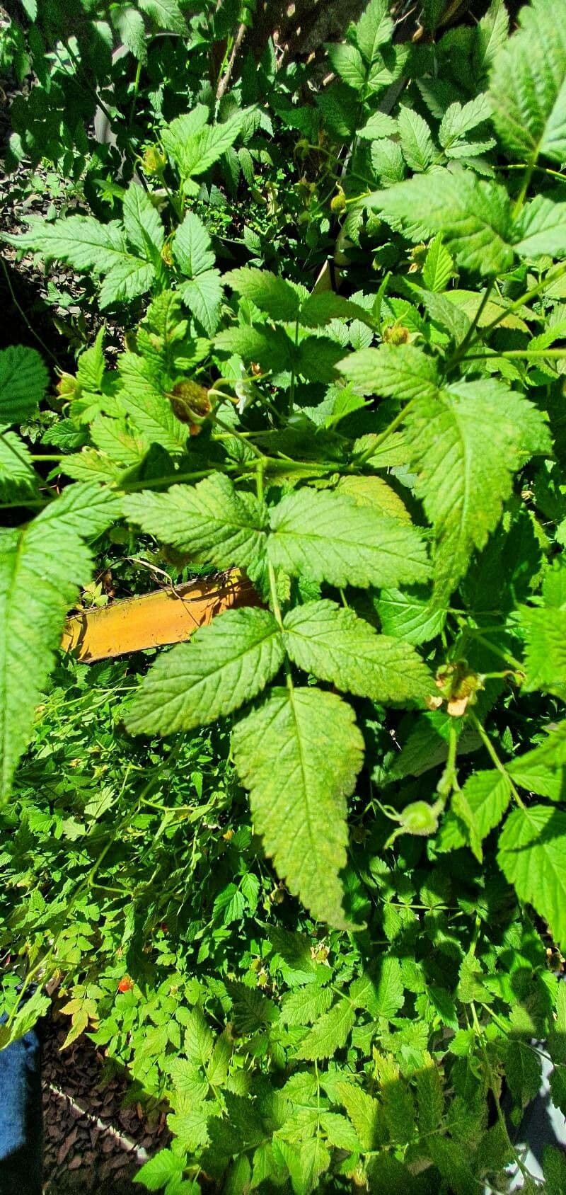 Rovo rosifoglio 19