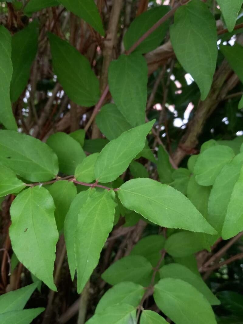 Deutzia scabra 19