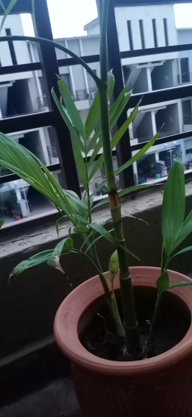 Chamaedorea 28