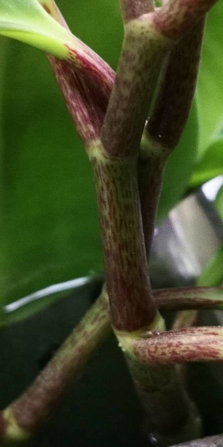 Peperomia 19