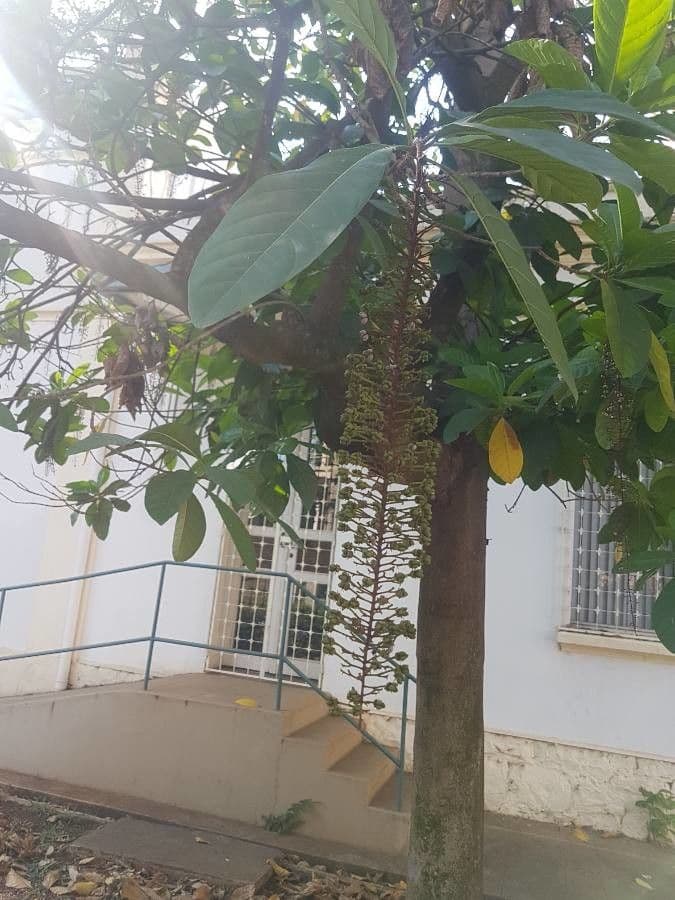 Lophanthera 8