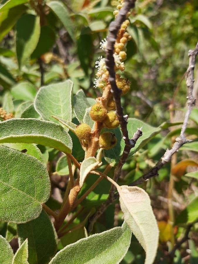 Croton giallo 5