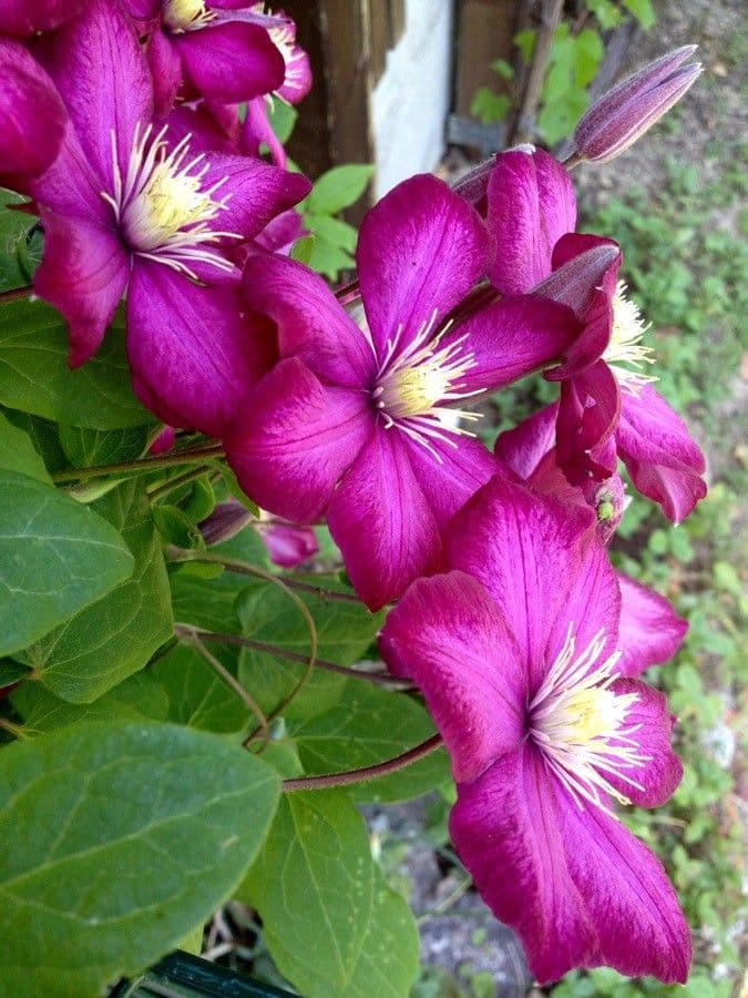 Clematide italiana 8