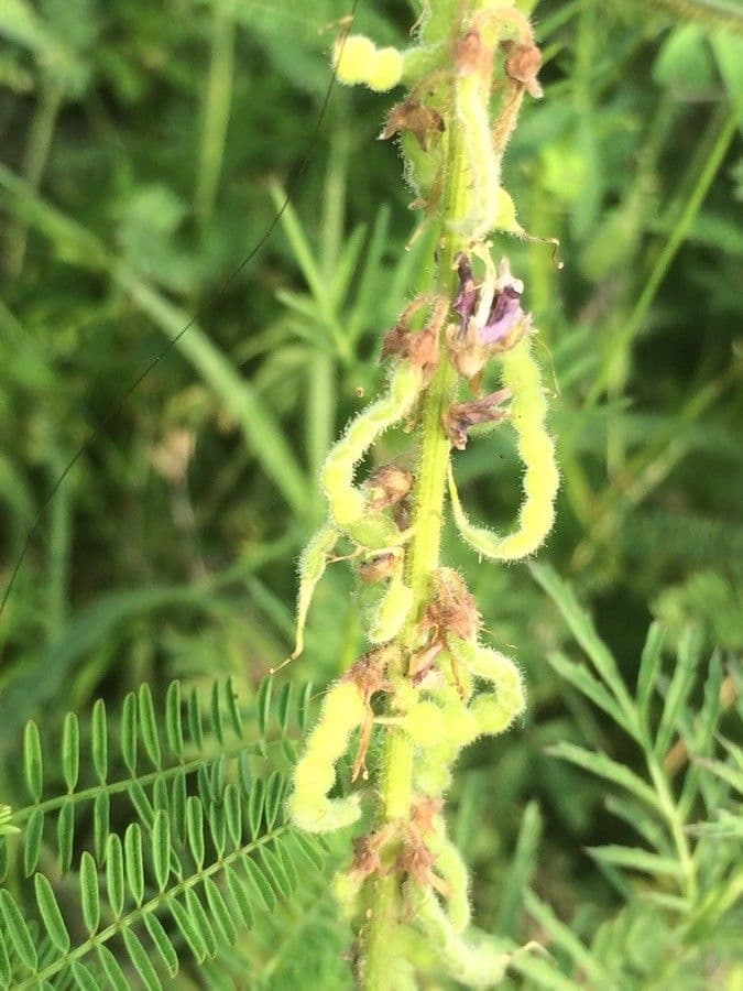 Desmodium 3