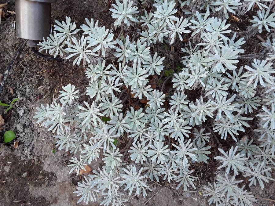 Elicriso 8