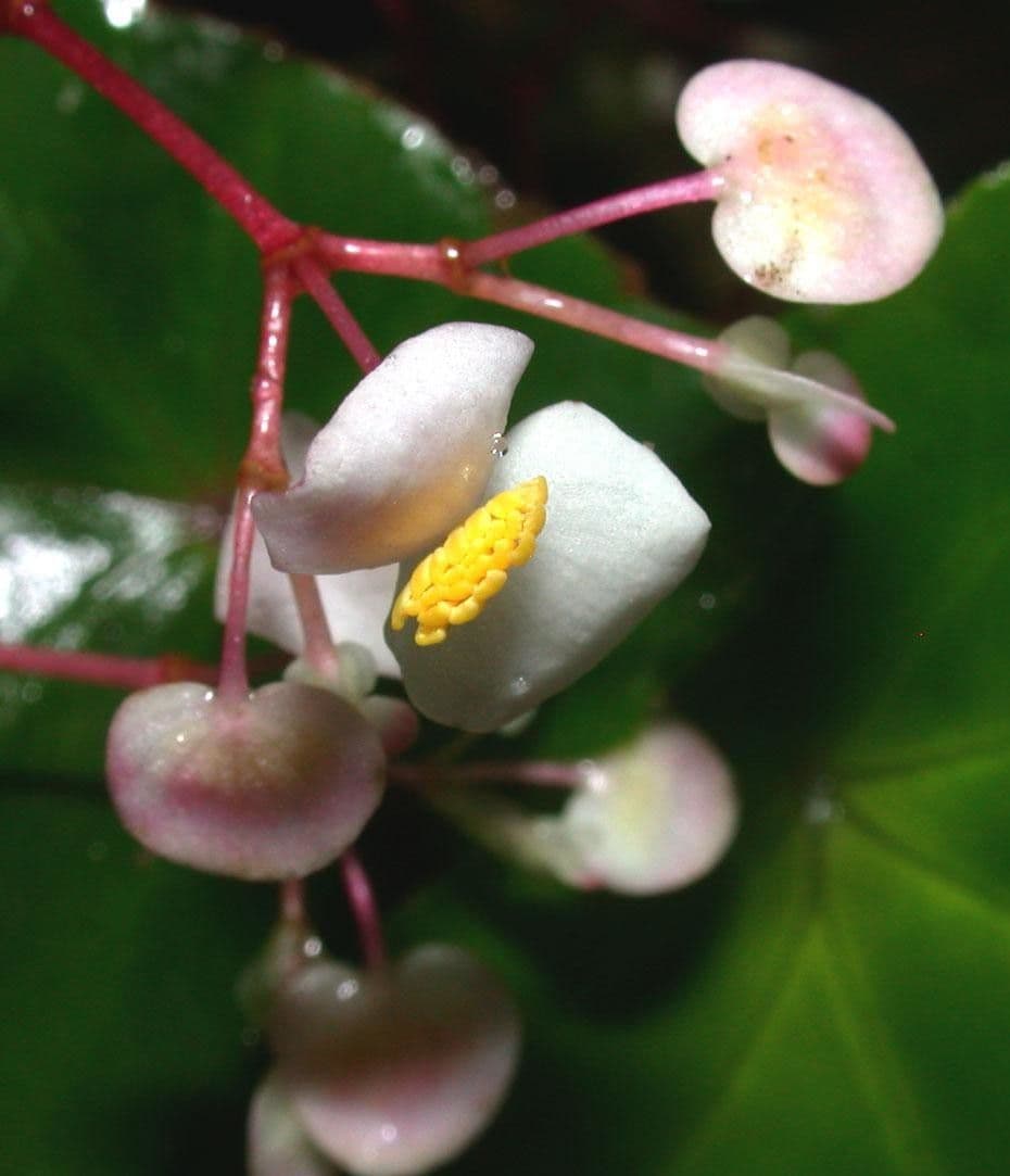 Begonia 4