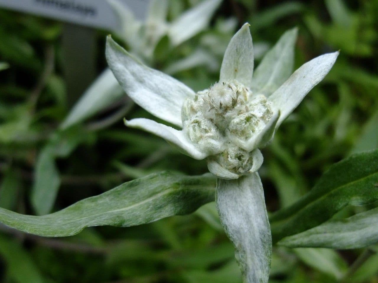 Edelweiss 4