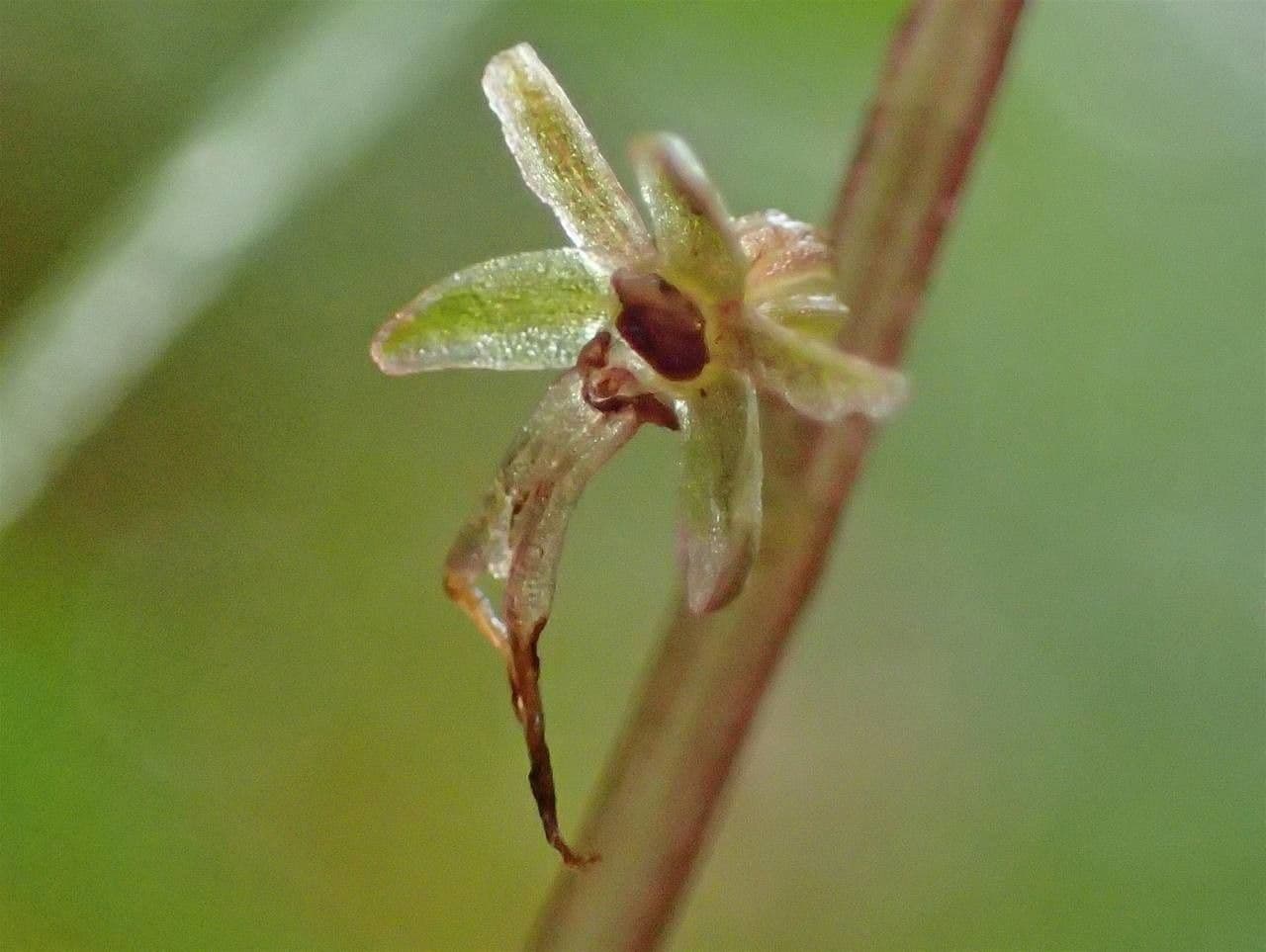 Lesser twayblade 21