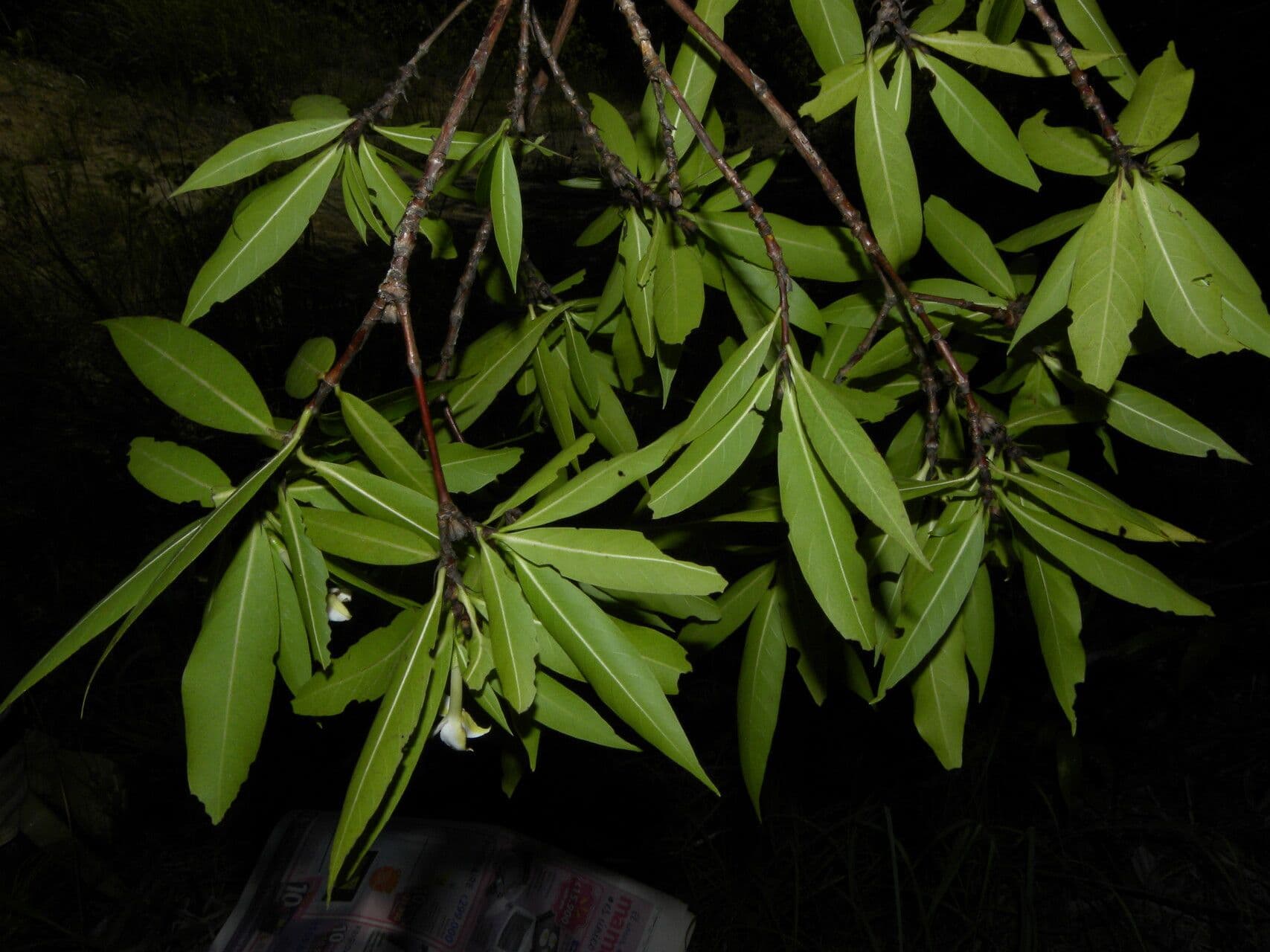 Alibertia edule 10