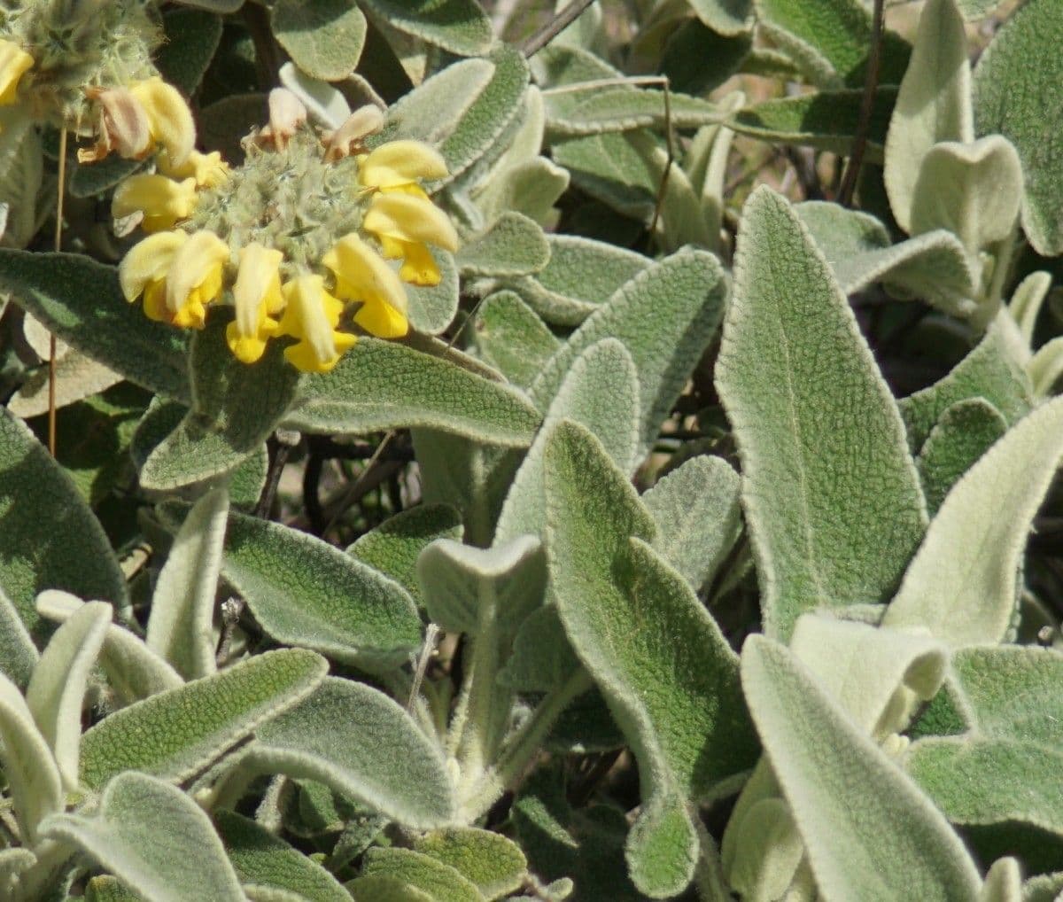Phlomis 15