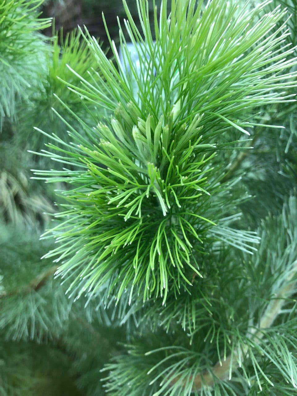 Adenanthos