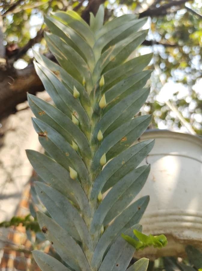 Dichaea 3