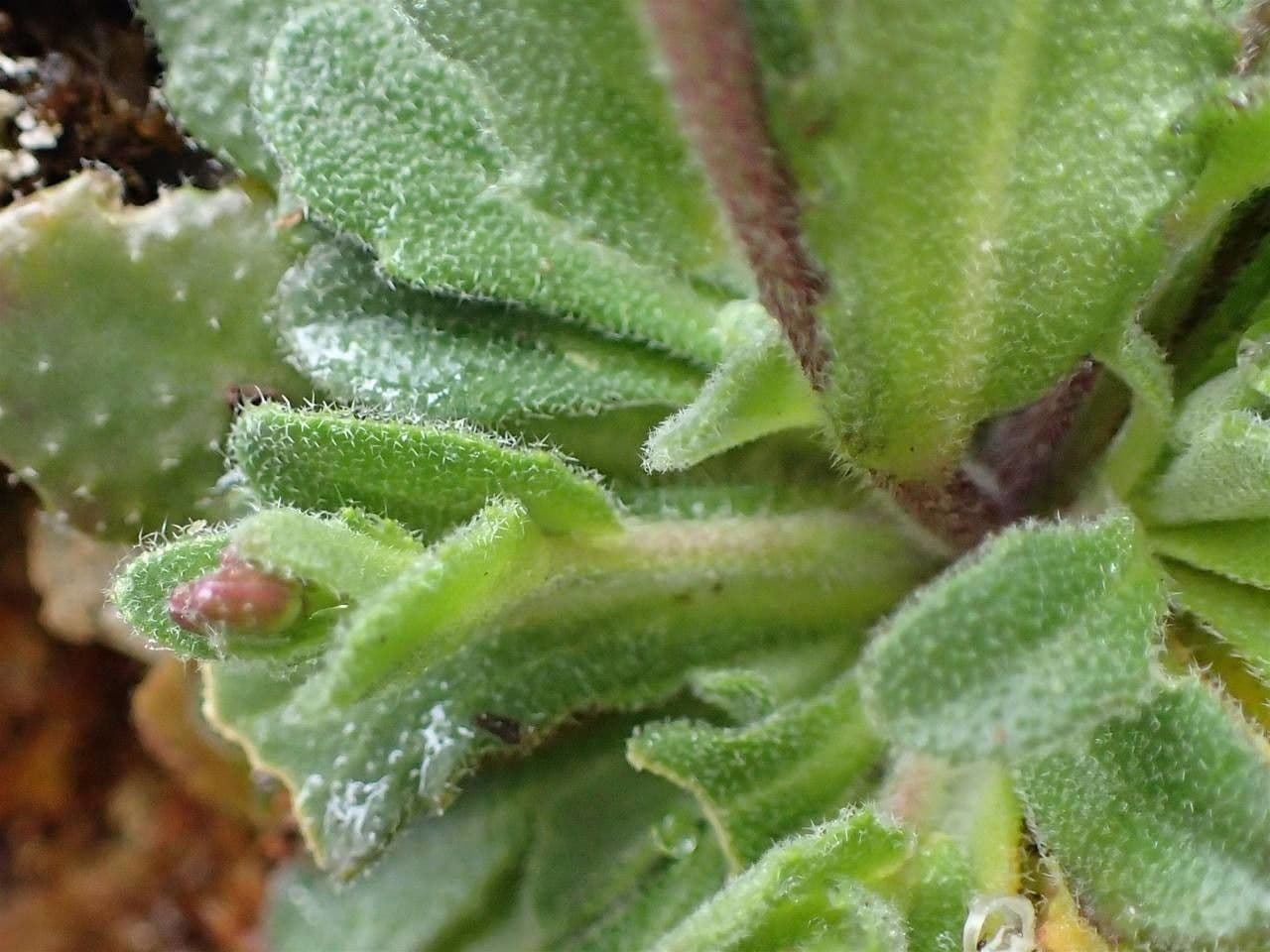 Arabetta irsuta 22