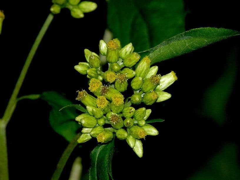 Schistocarpha 3