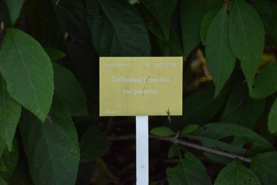 Callicarpa giapponese 22