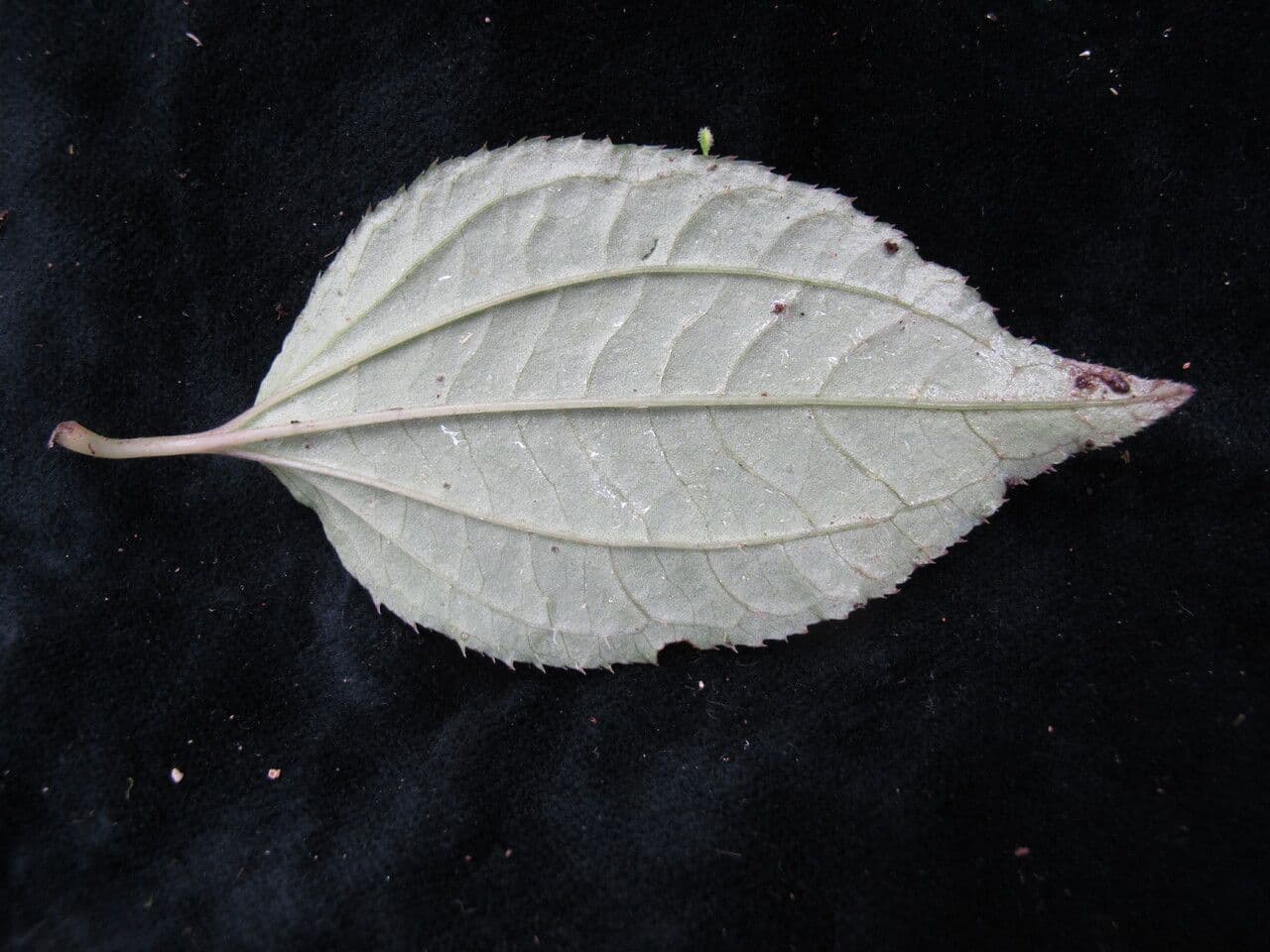 Sarcopyramis 6