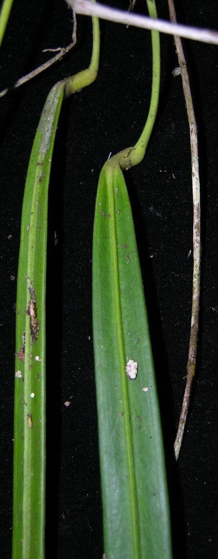 Antúria Friedrichsthalova 4