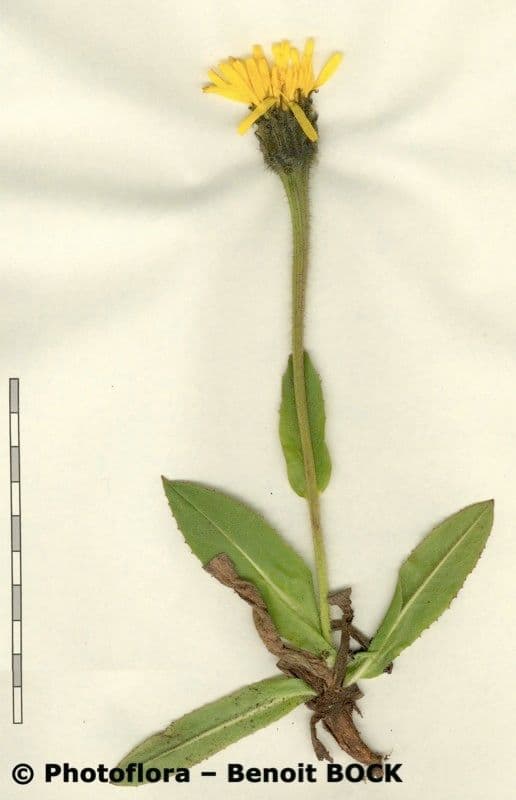 Hypochaeris uniflora 27