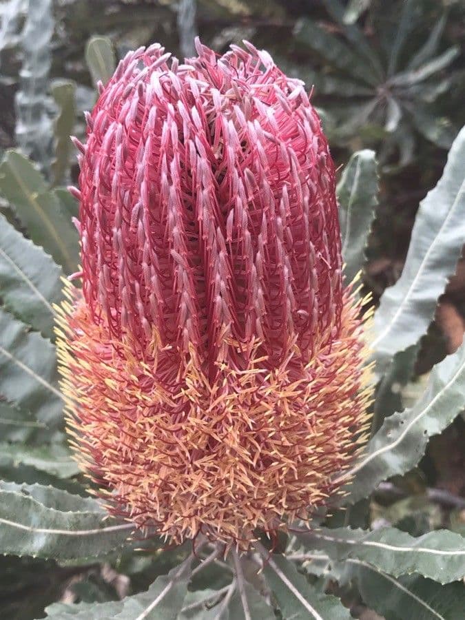 Banksia 6
