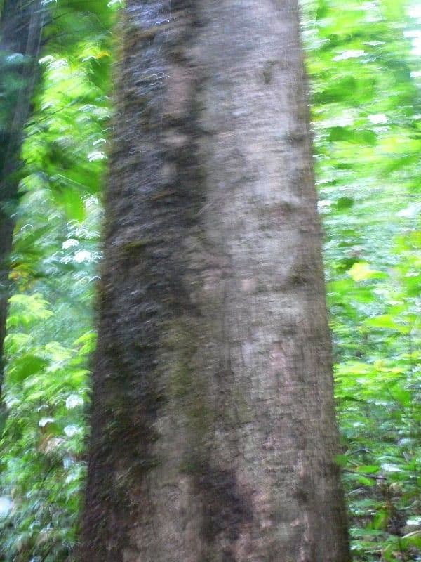 Erisma 2
