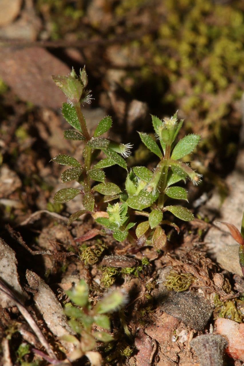 Galium murale 15