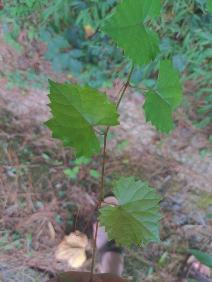 Vite rotondifolia 16