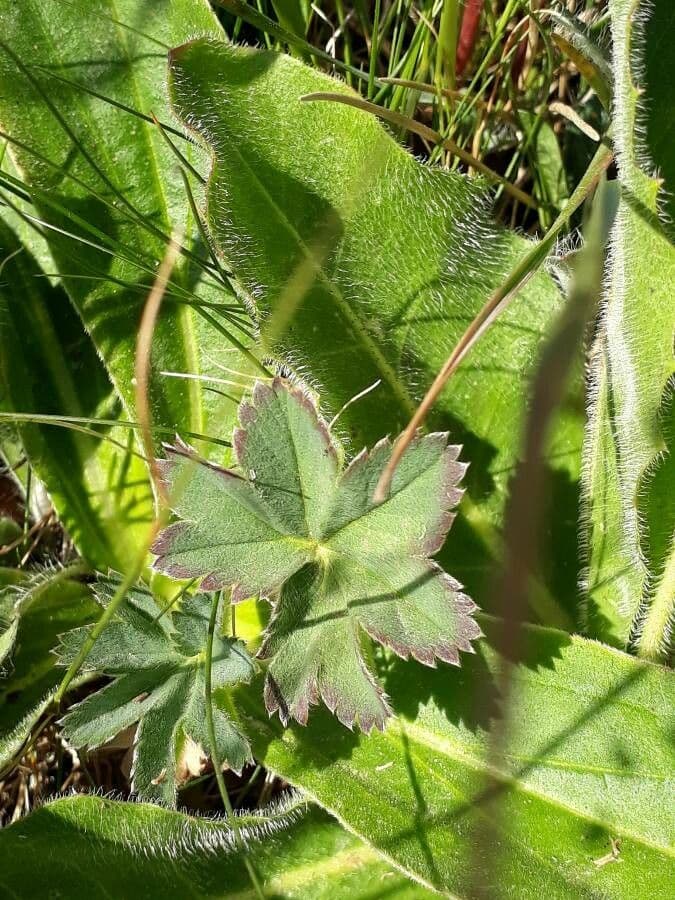 Alchemilla ibrida 6