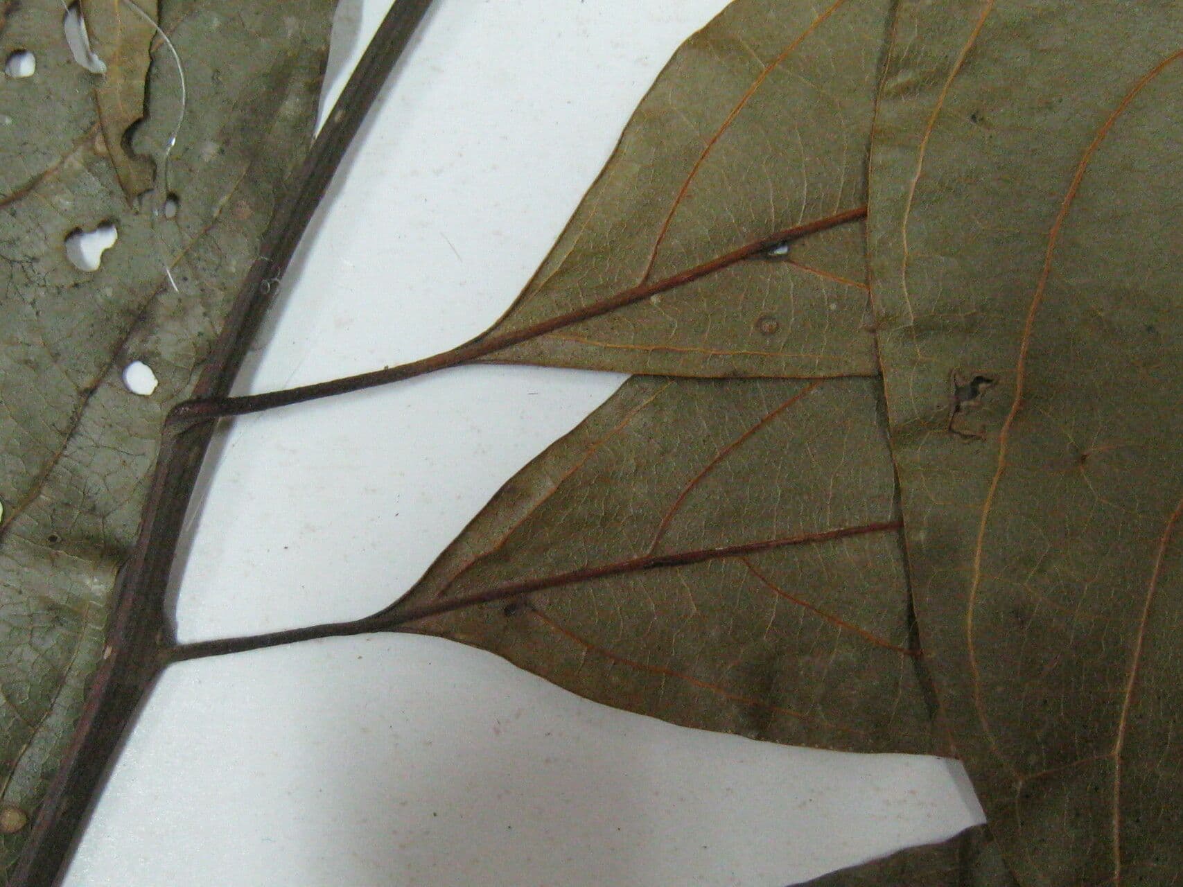 Ocotea 23
