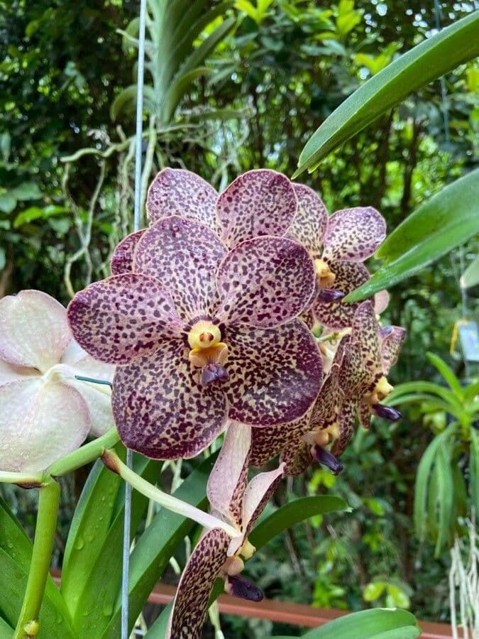 Vanda 3