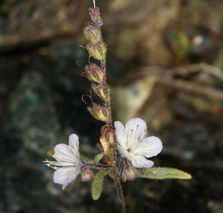 Pringles Phacelia 9