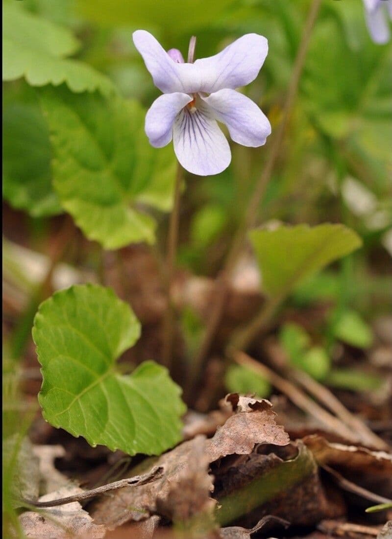 Viola di Selkirk