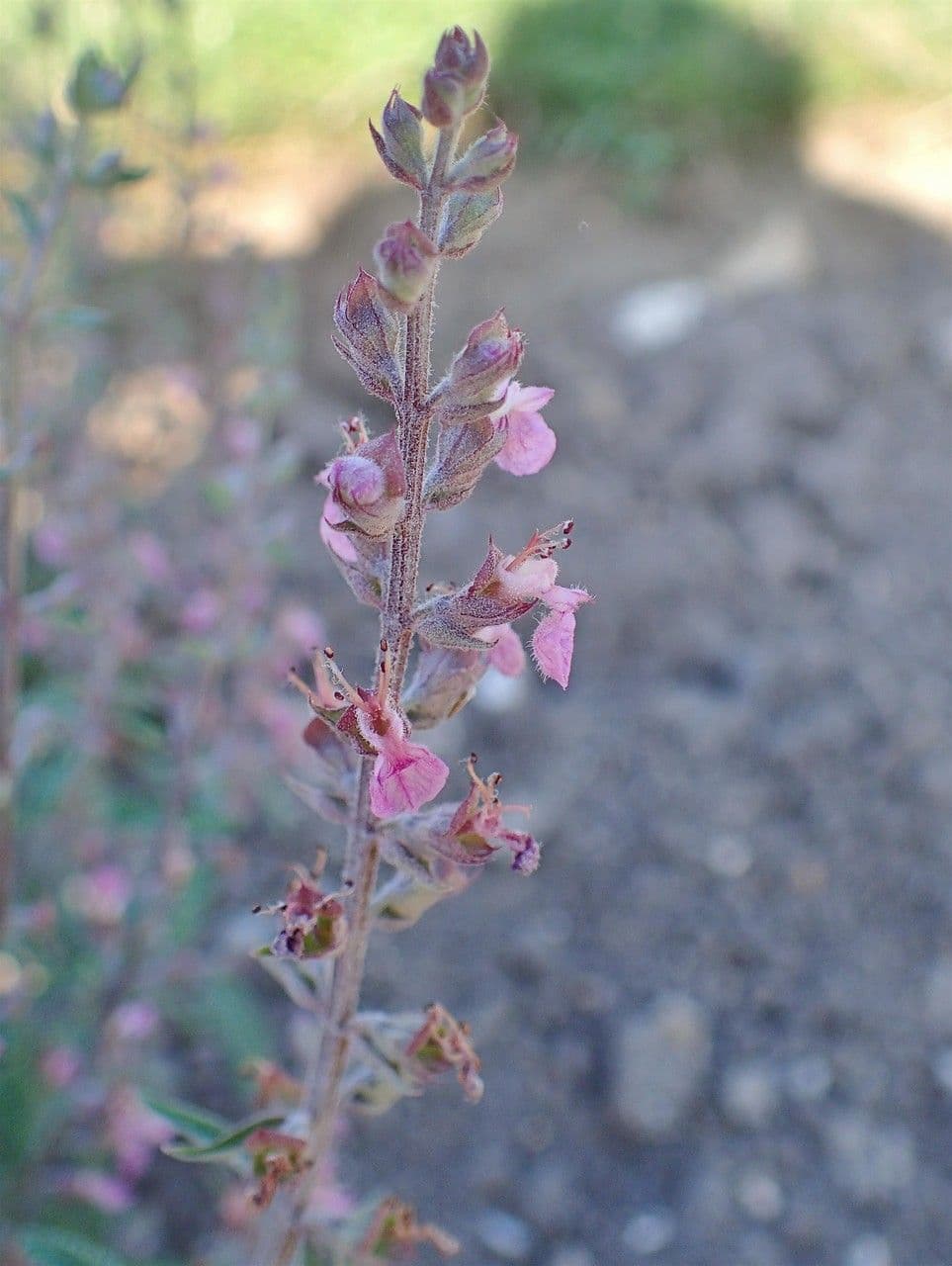 Teucrium 7