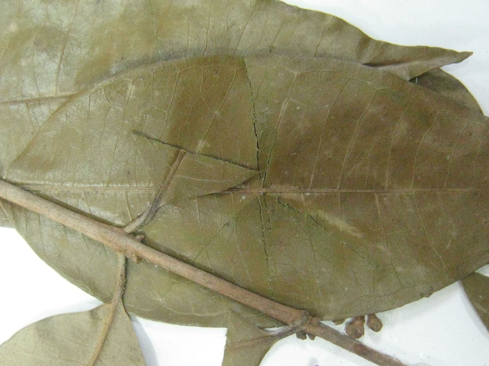 Eugenia 2
