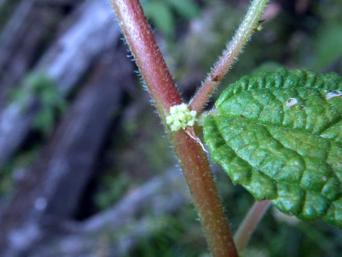 Boehmeria 4