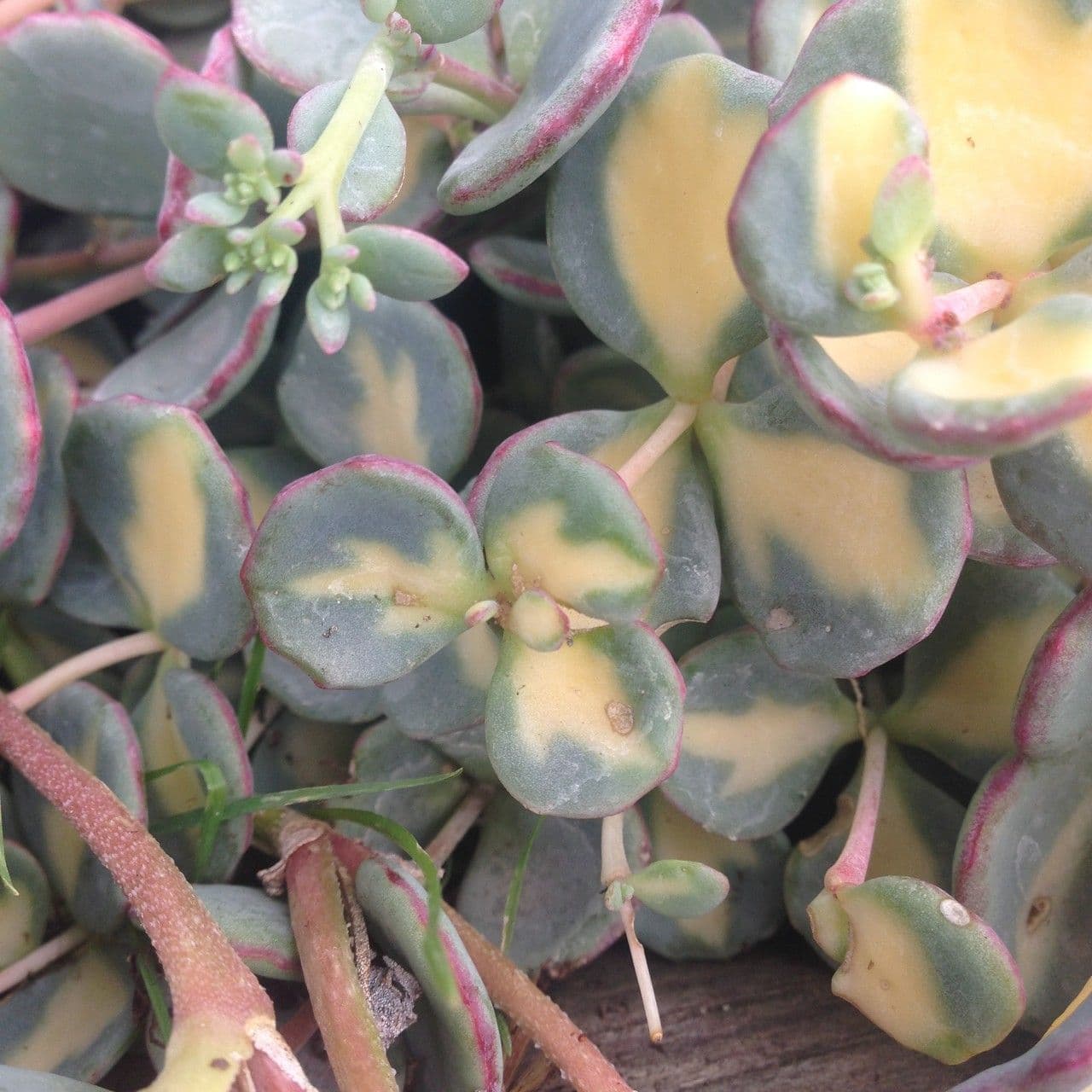 Sedum di Siebold 10
