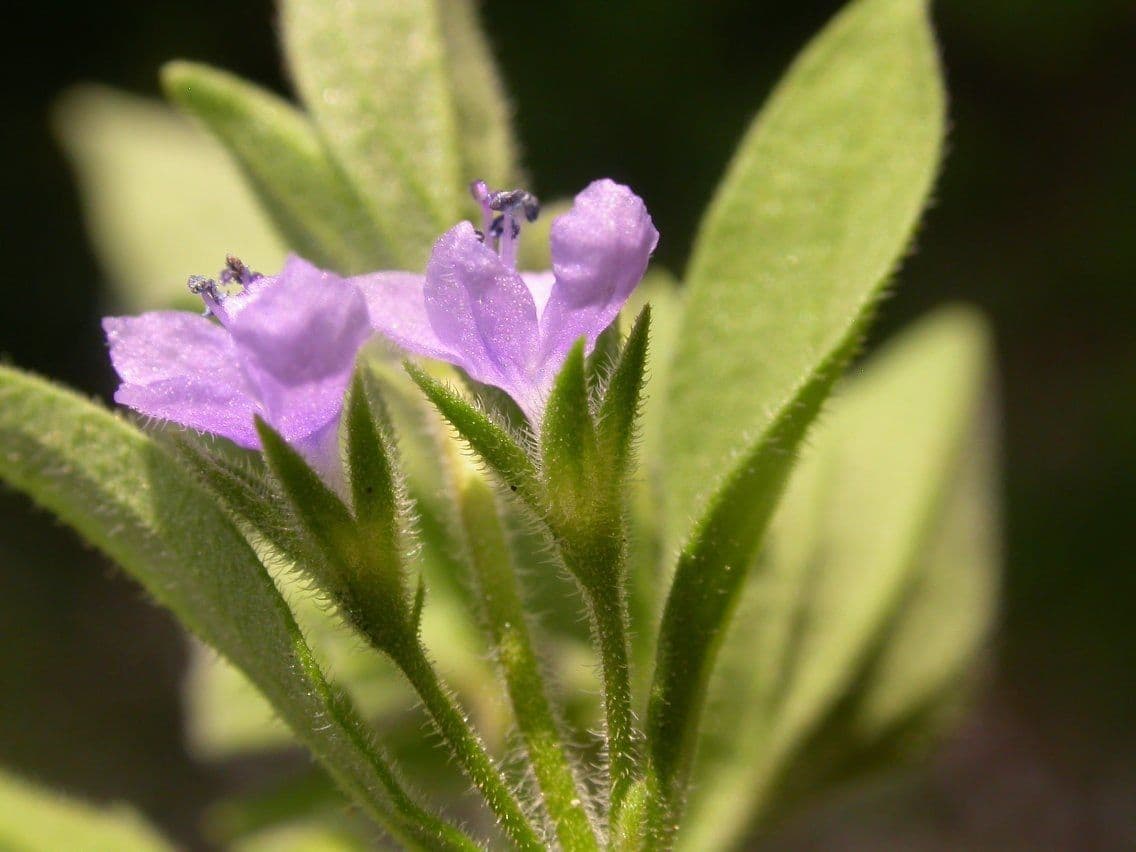 Trichostema
