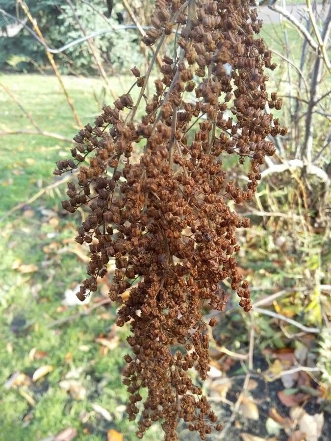 Sorbaria 4