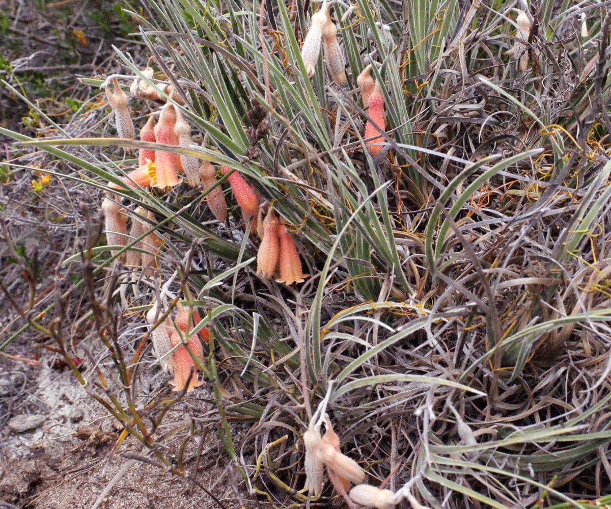 Blancoa 5