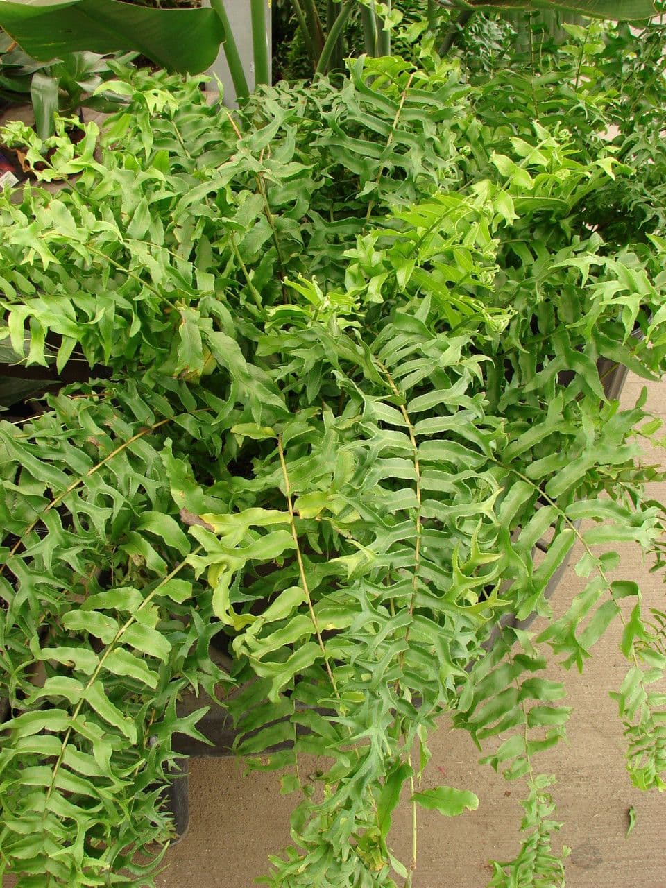 Nephrolepis 2