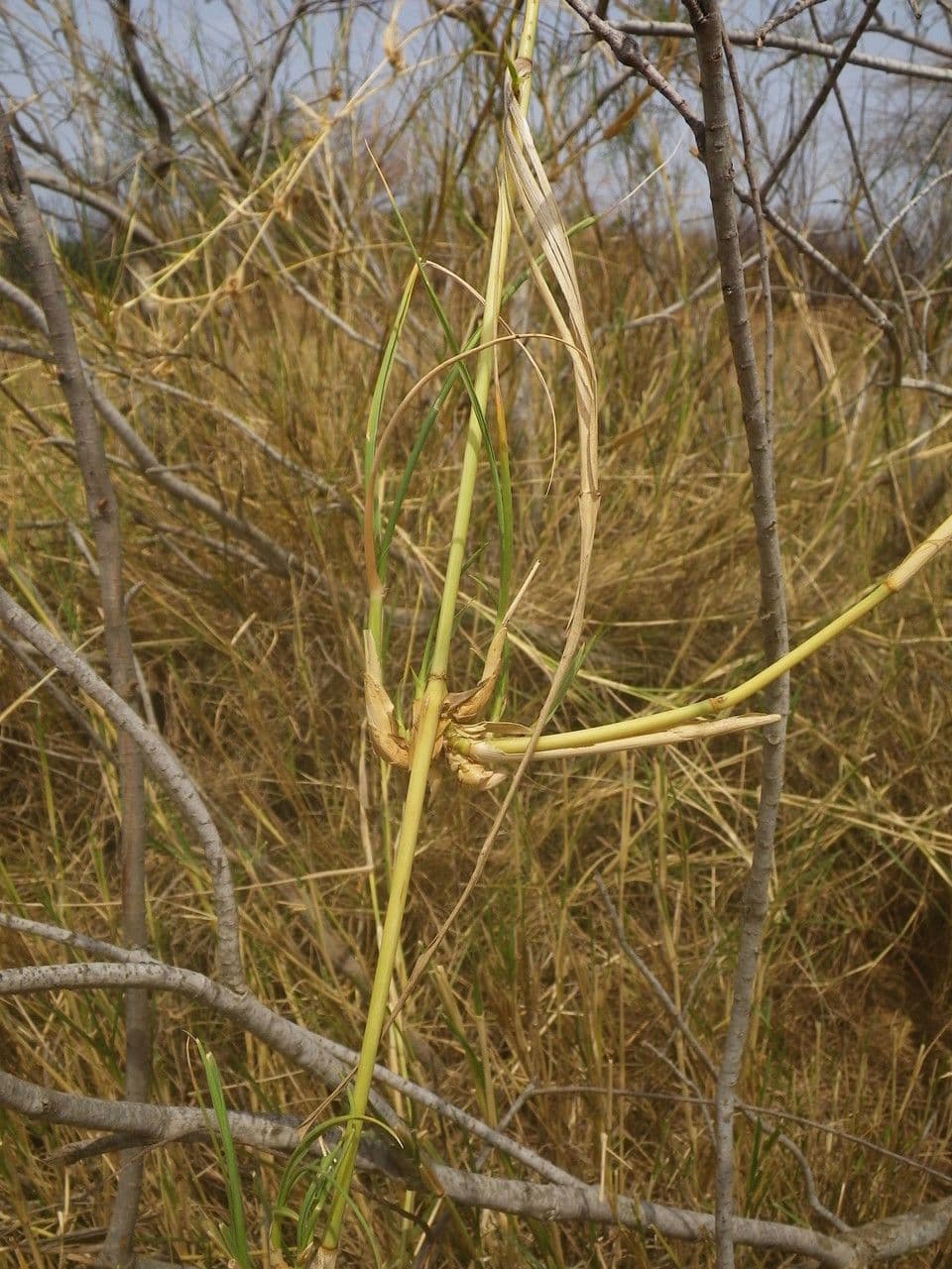 Sporobolus 5