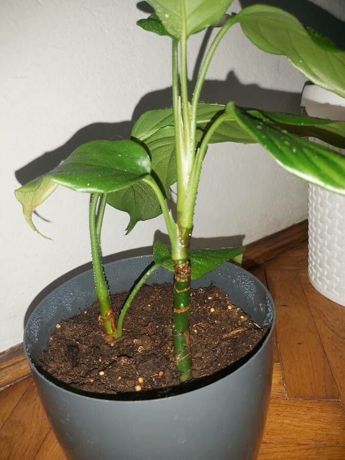 Aglaonema