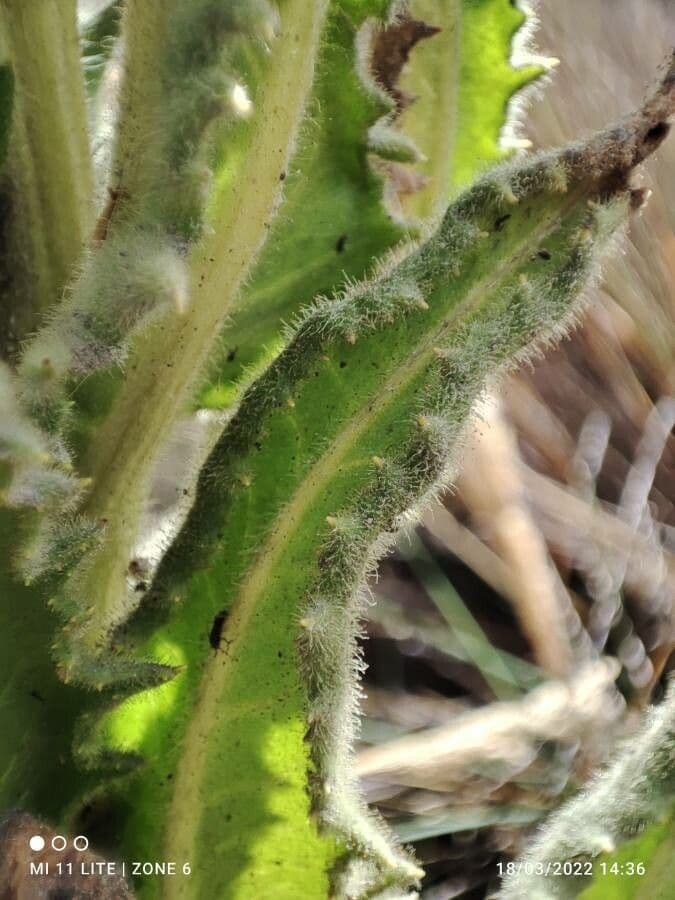 Senecio 18